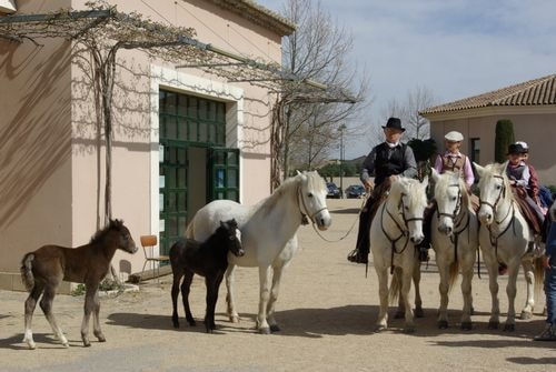 Acampado rognonas nacioun gardiano 28 