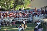 Montfavet fetes des foins 3